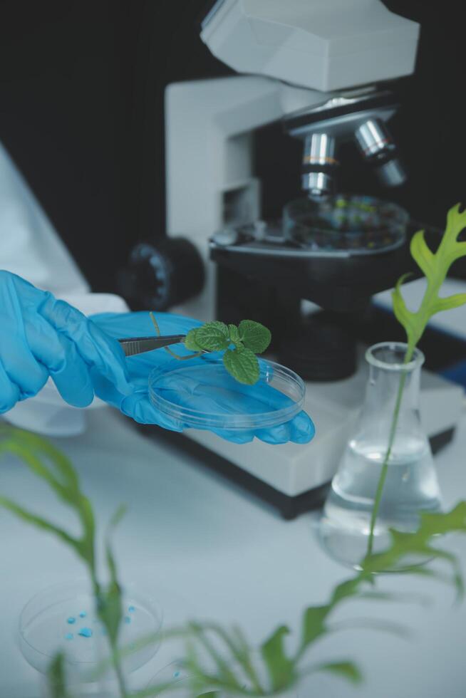 Scientist cutting plant tissue culture in petri dish, performing laboratory experiments. Small plant testing. Asparagus and other tropical plant. Thailand. Soft light, close-up. photo