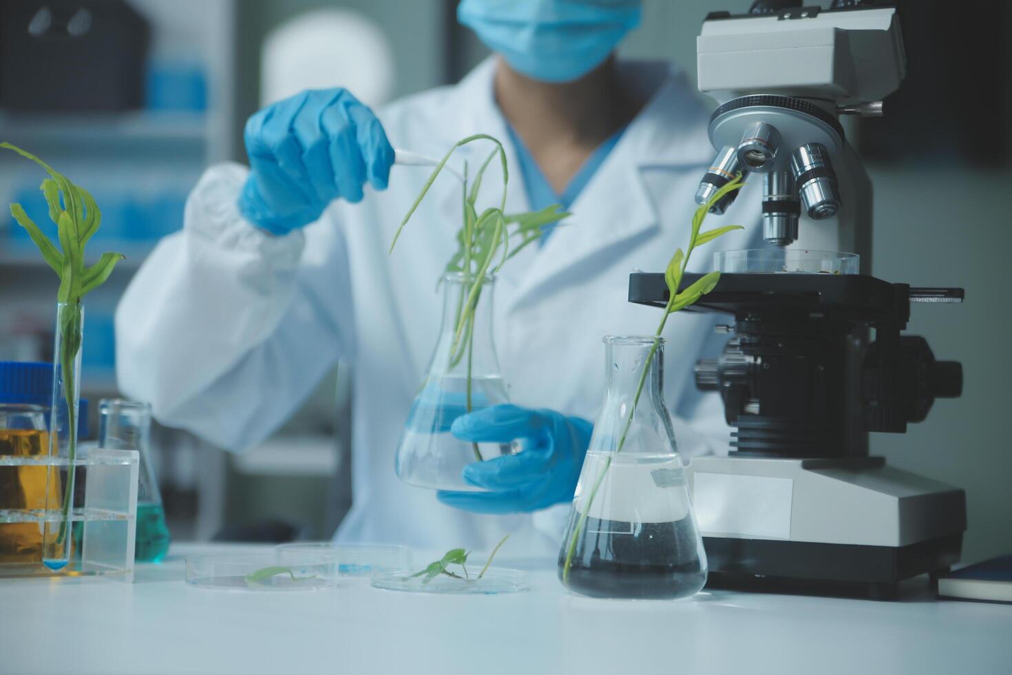Scientist cutting plant tissue culture in petri dish, performing laboratory experiments. Small plant testing. Asparagus and other tropical plant. Thailand. Soft light, close-up. photo