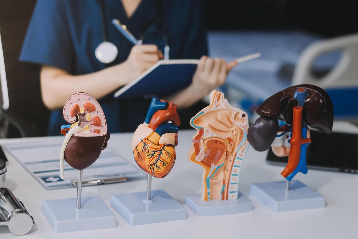 close-up of the doctor's hand anatomical model of human organs laptop online doctor's consultation. Didactic manual, online distance learning, online consultation, teacher photo