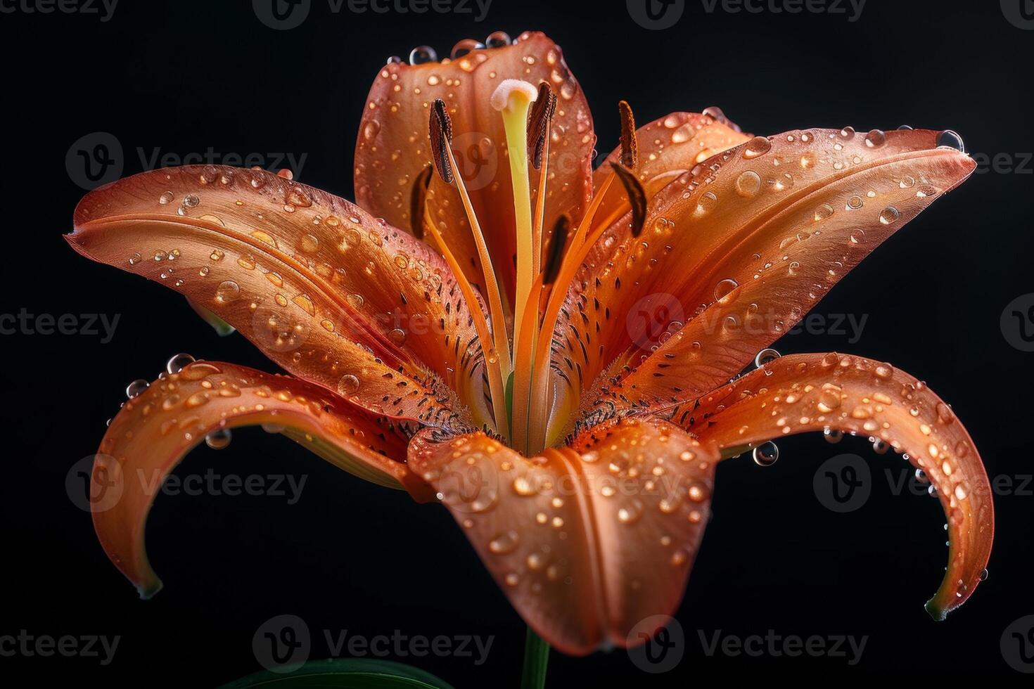 Orange Lily with Dew Drops on Black Background photo