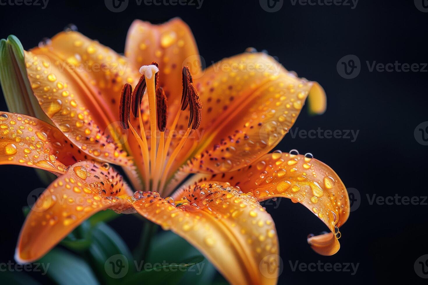 Close Up of an Orange Lily with Dew Drops photo
