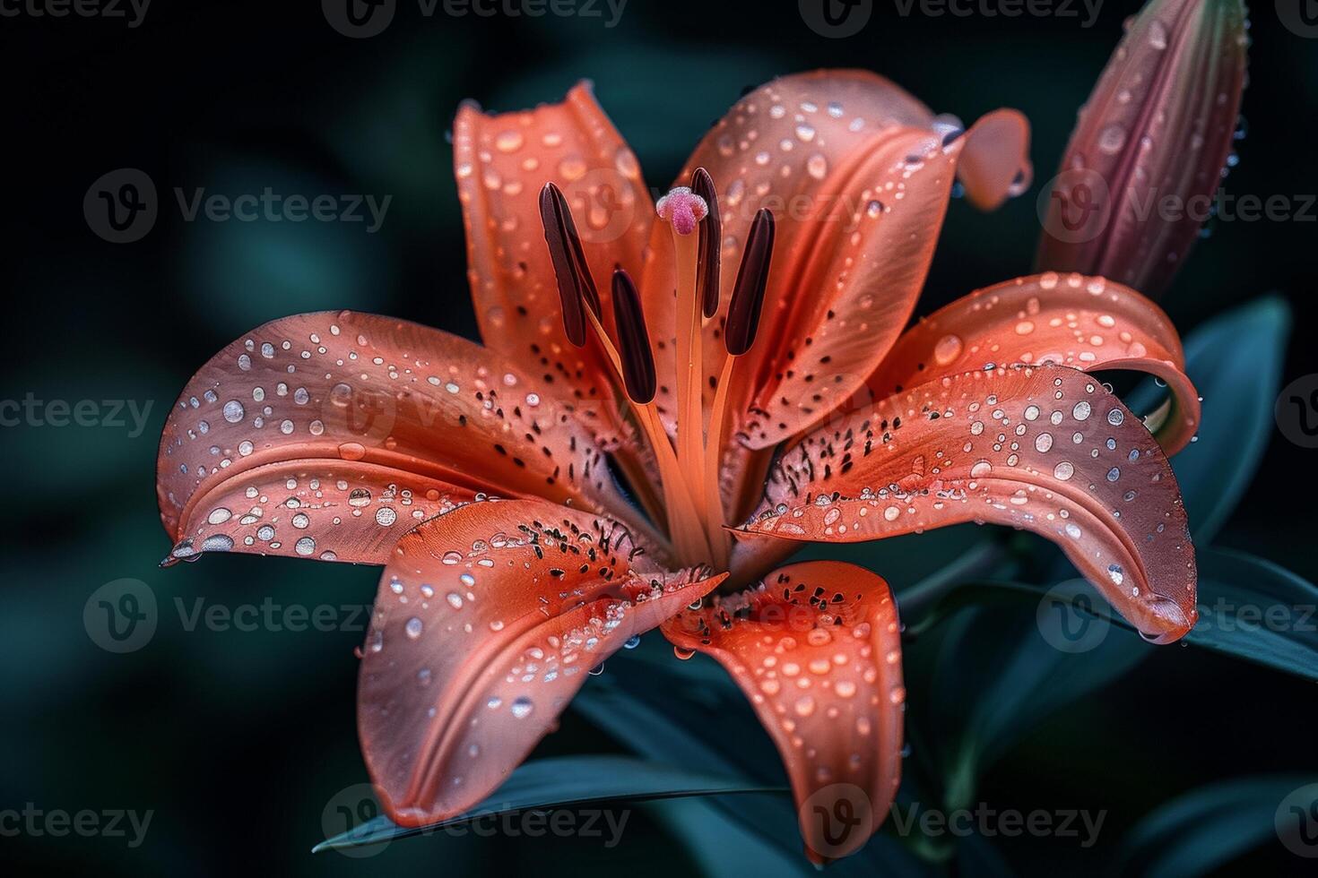 Orange Lily with Dew Drops photo