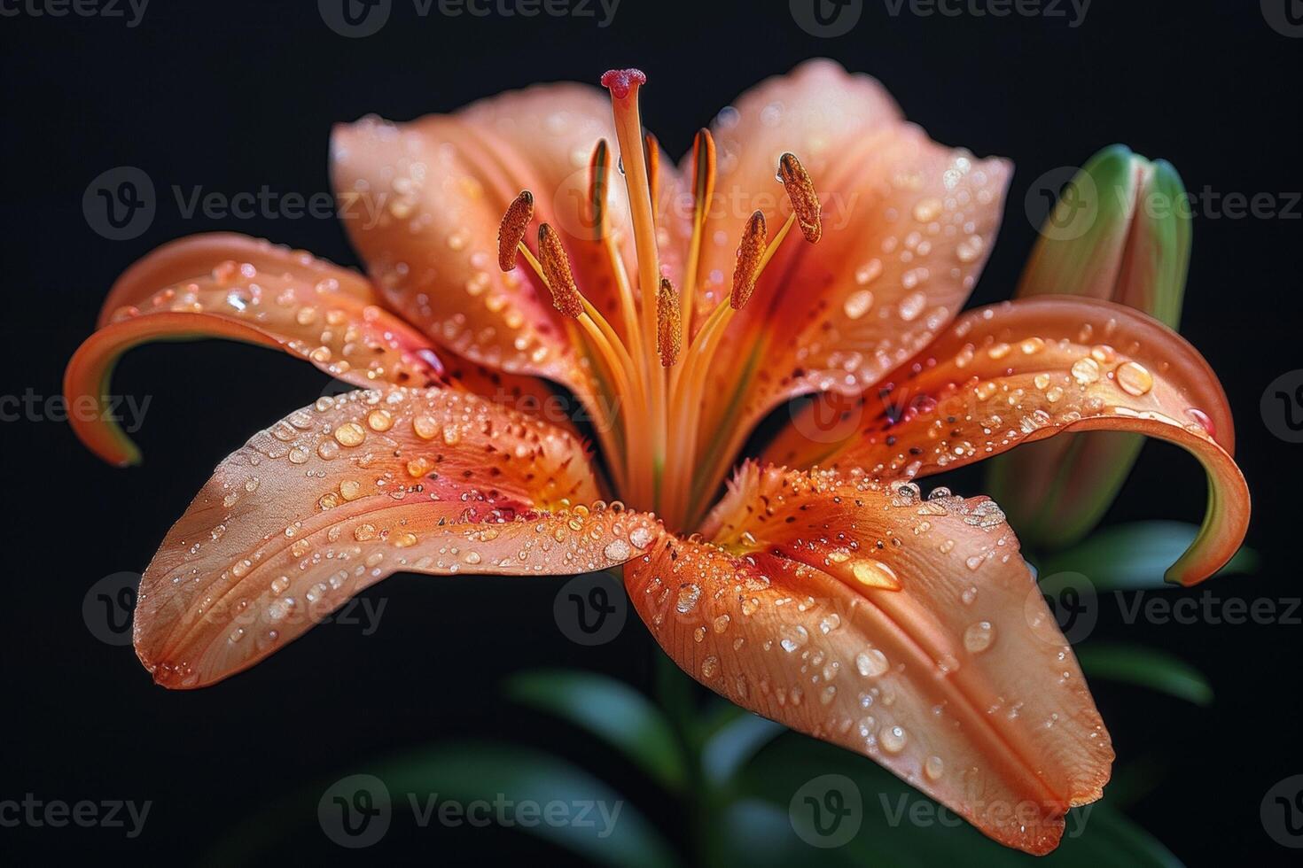 A Dew-Kissed Lily in Full Bloom photo