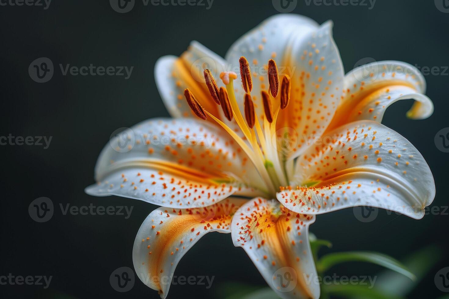 Close-up of a Spotted Lily Flower photo