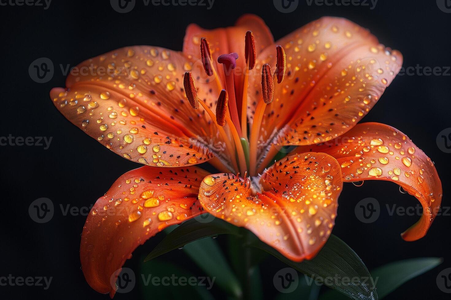 Orange Lily with Dew Drops photo