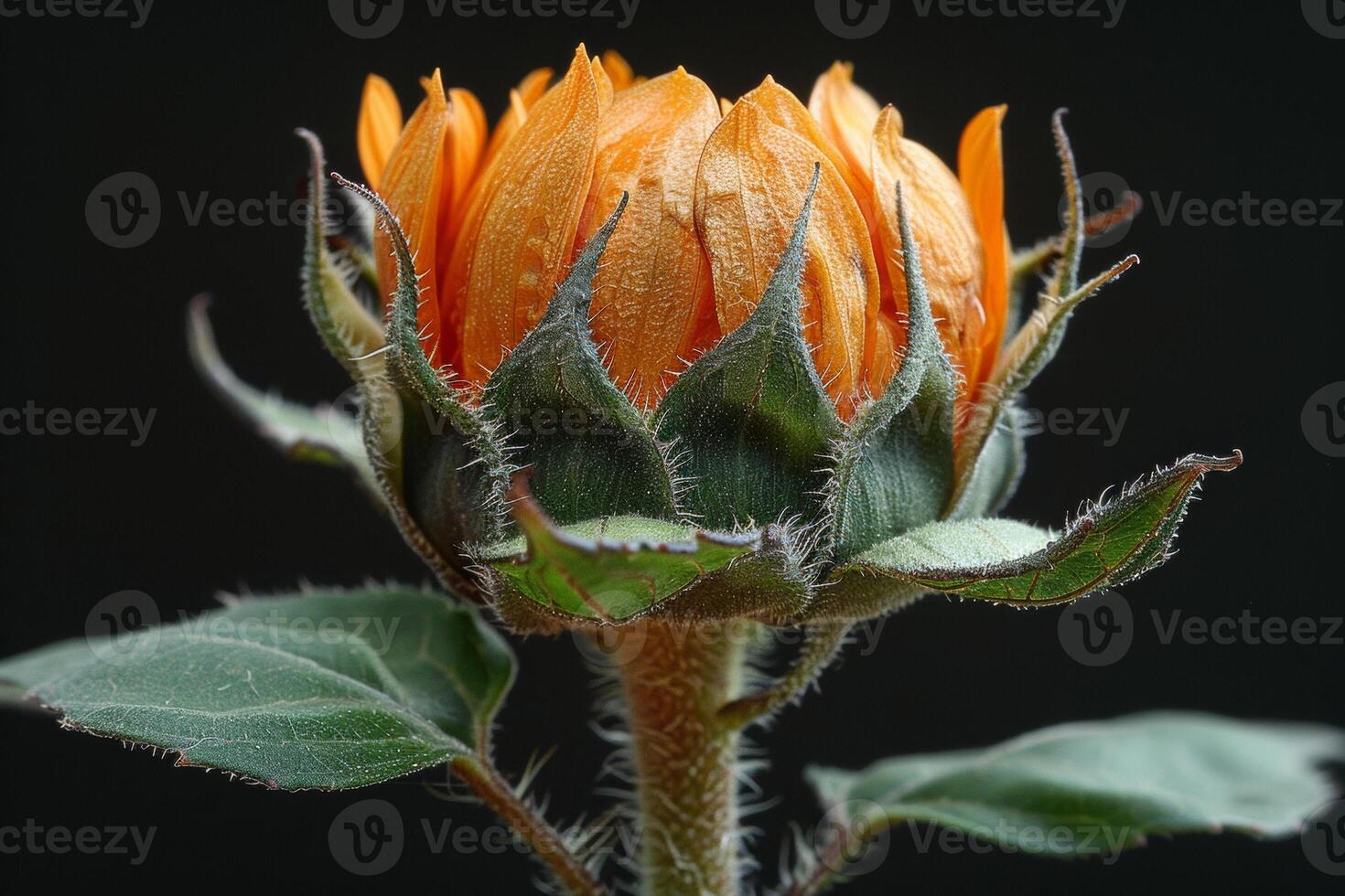 Close-up of a Budding Sunflower photo