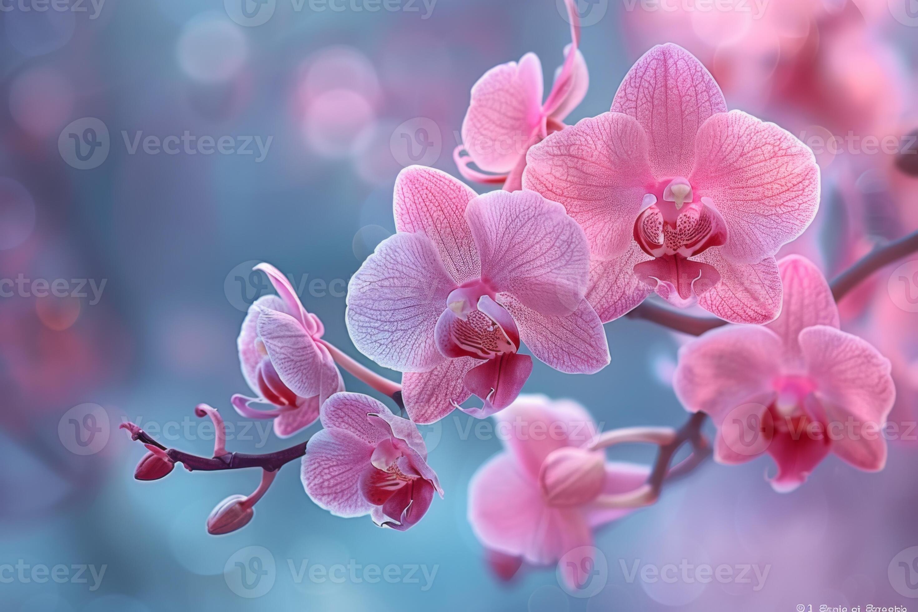 Orchid blossoms discount