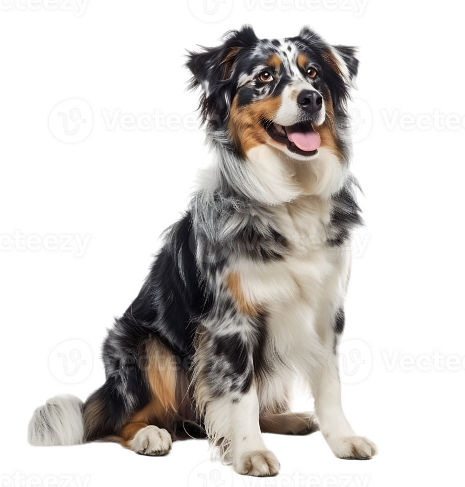 Australian shepherd dog in full length portrait on isolated transparent background png