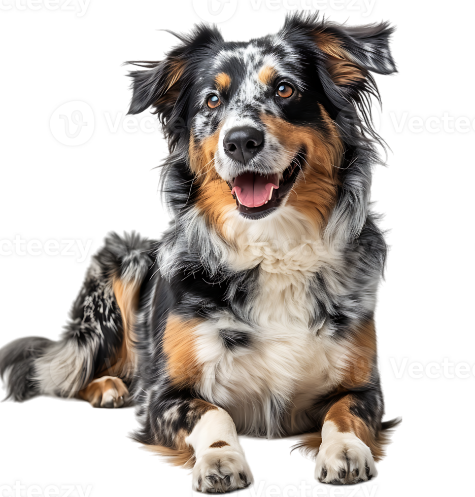 Australian shepherd dog in full length portrait on isolated transparent background png