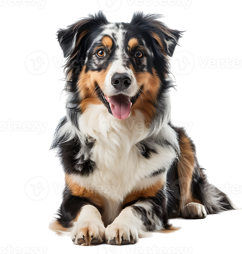 Australian shepherd dog in full length portrait on isolated transparent background png