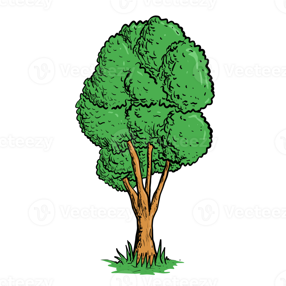 Illustration tree in the park png