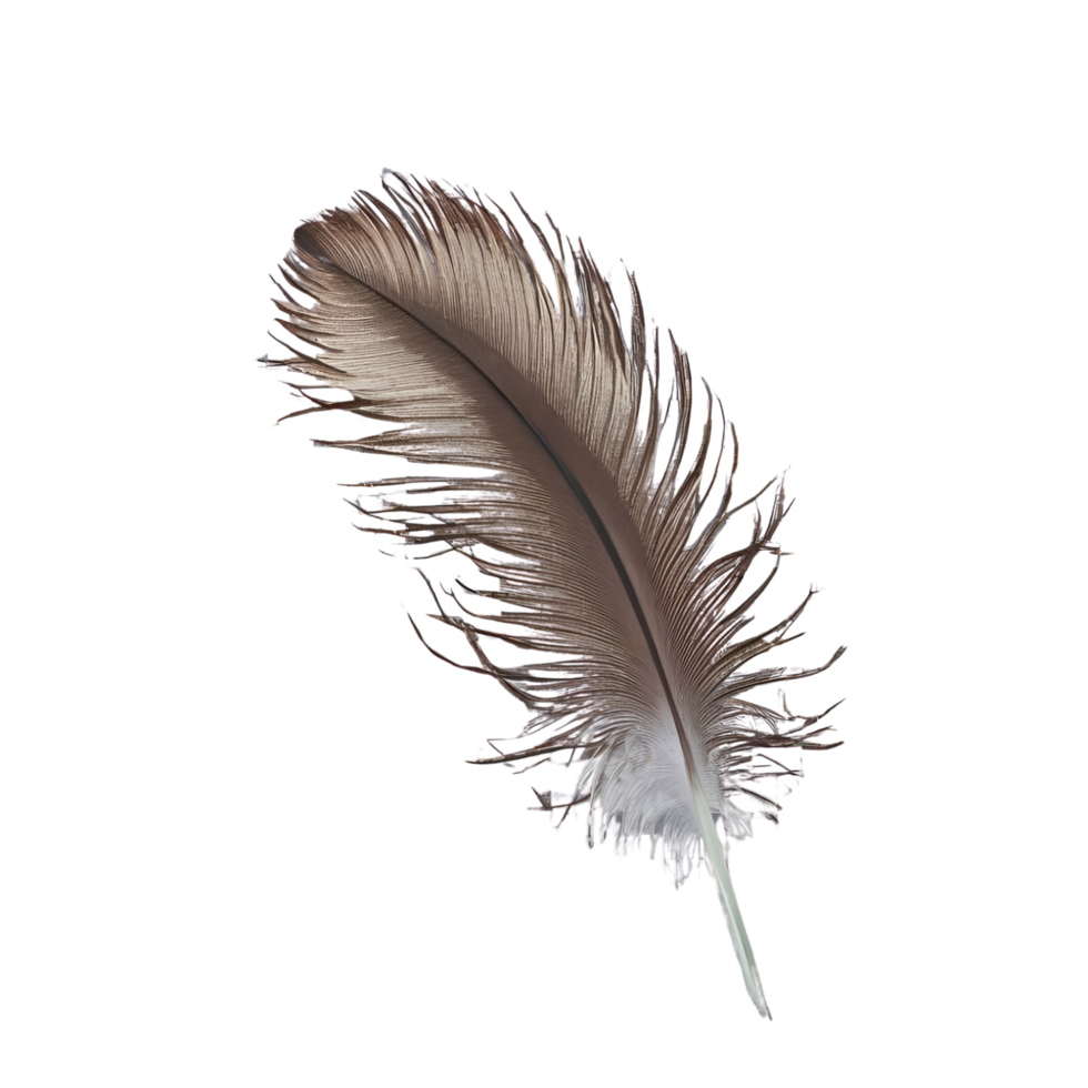 feather on transparent background png