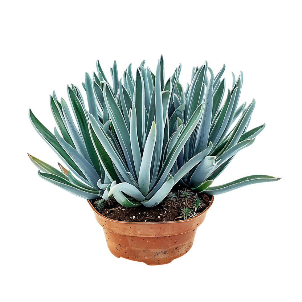 Senecio Mandraliscae Bush on Clear Background Cutout png