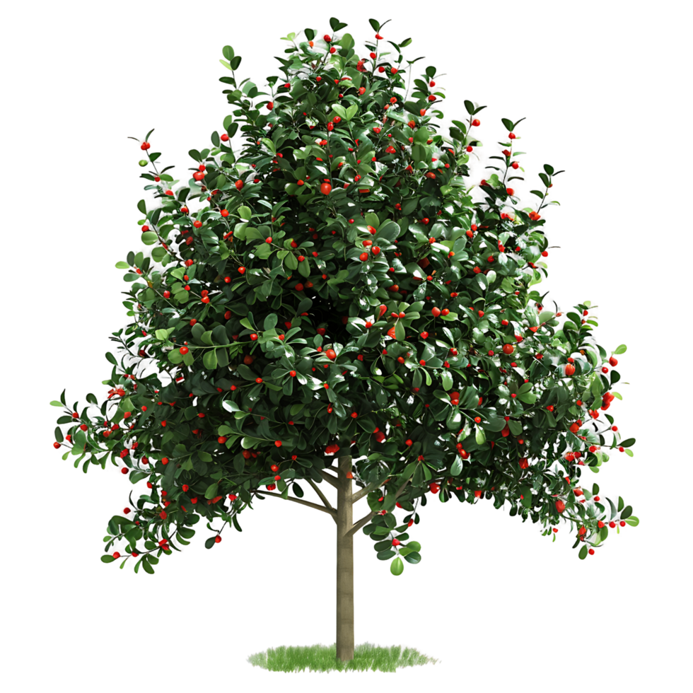 Ilex x Aquipernyi Tree Cutout on Transparent png