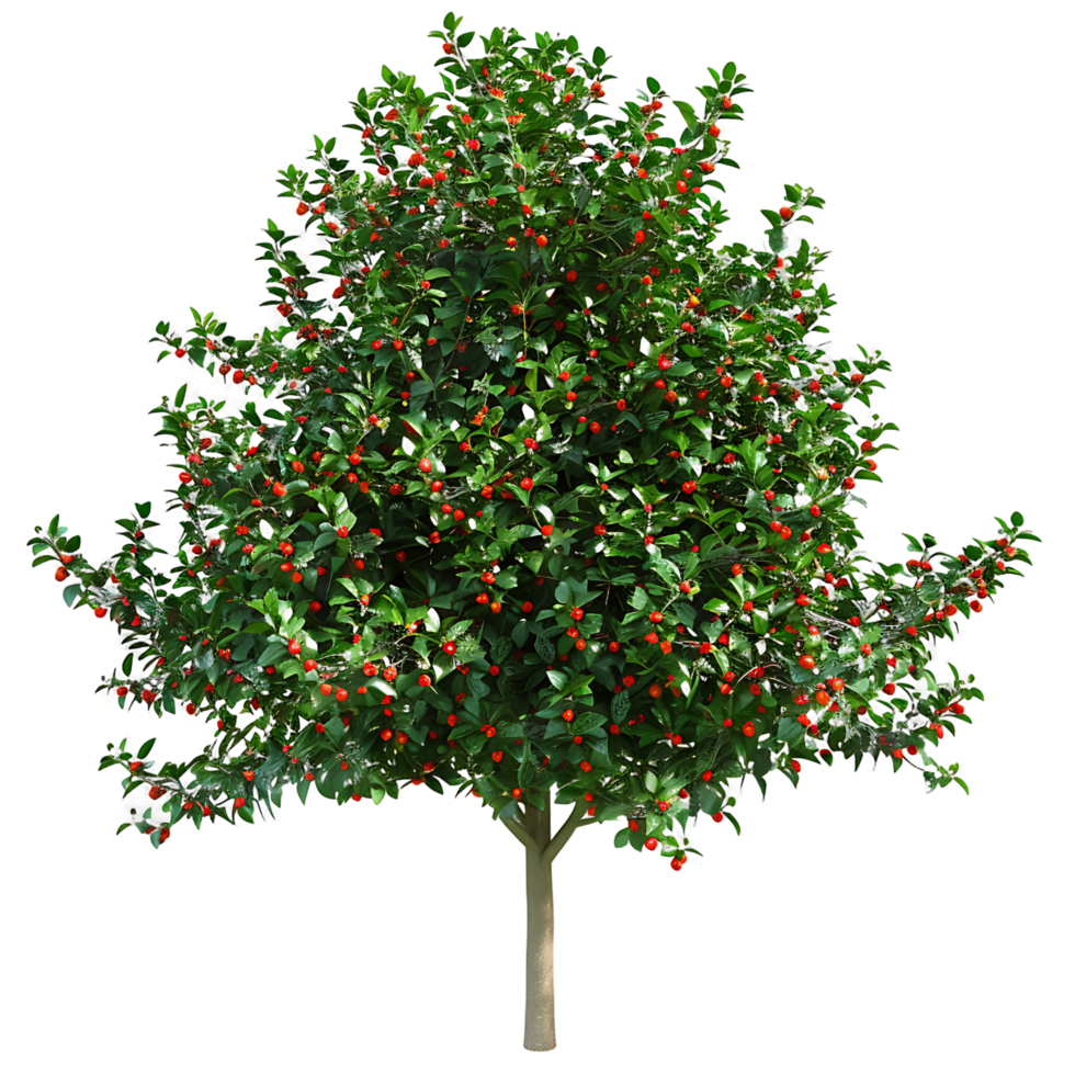 Ilex x Aquipernyi Tree Isolated on Clear Background png