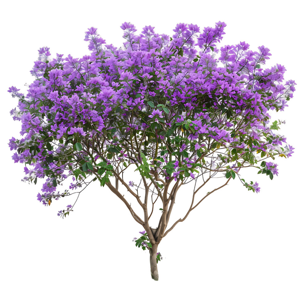 Chilopsis Linearis Tree Isolated on Transparent Background png