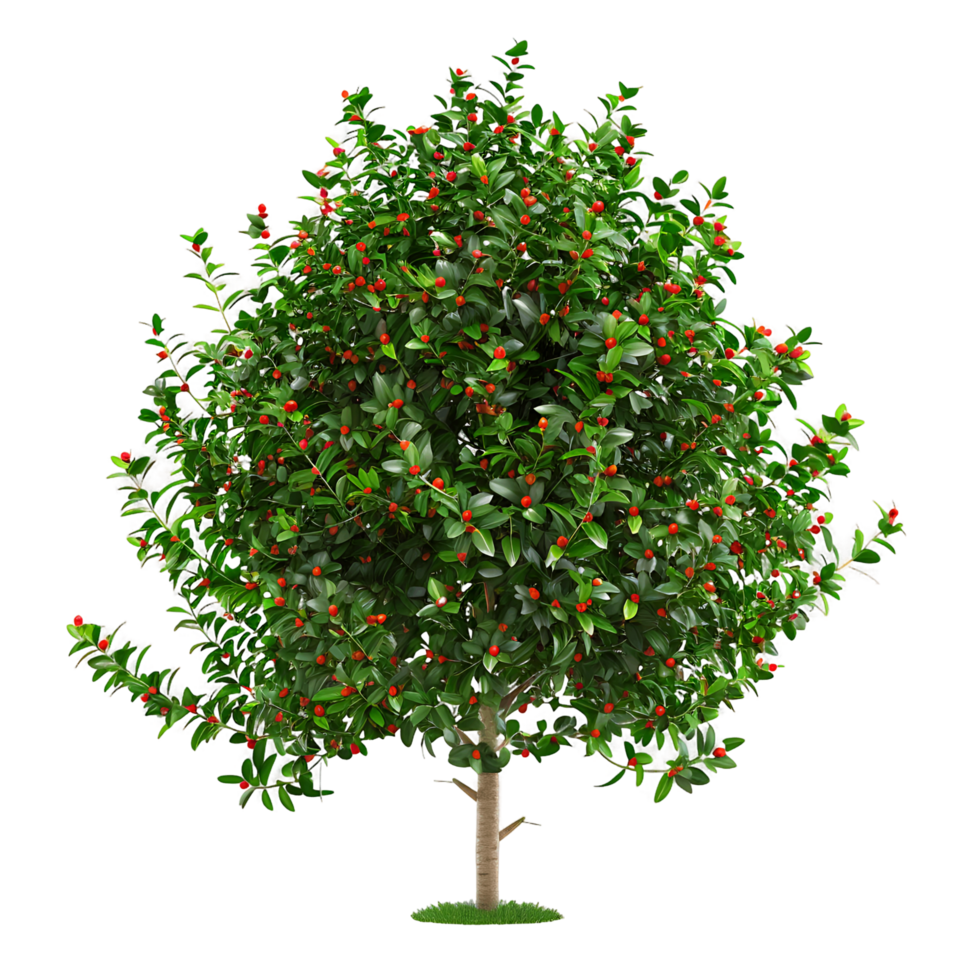 Ilex x Aquipernyi Tree Isolated on Clear Cutout png