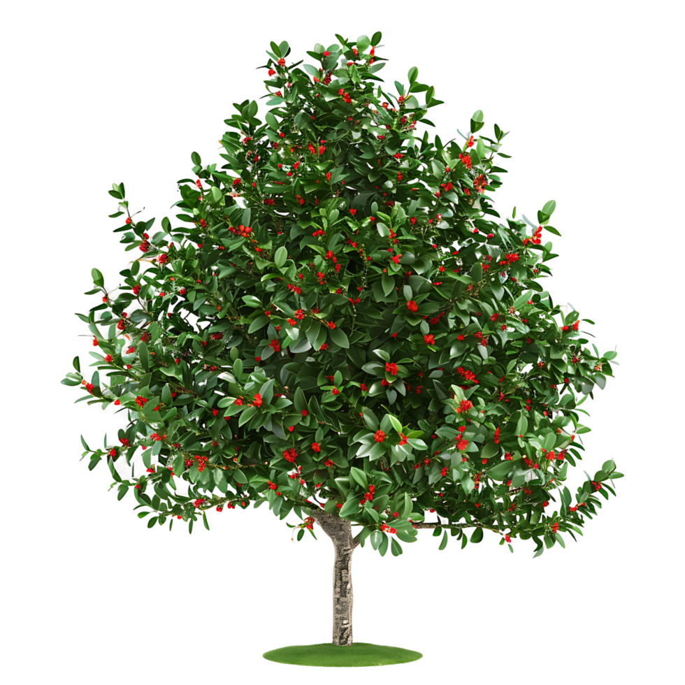 Ilex x Aquipernyi Tree on Clear Background png