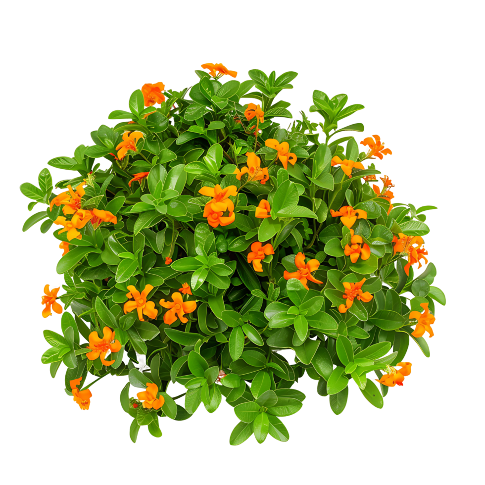 Crossandra Infundibuliformis Bush on Clear Background Cutout png
