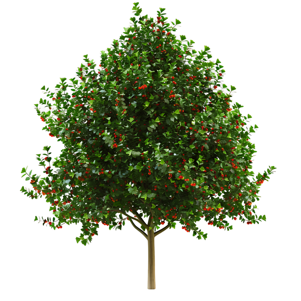 Ilex x Aquipernyi Isolated on Transparent Background png