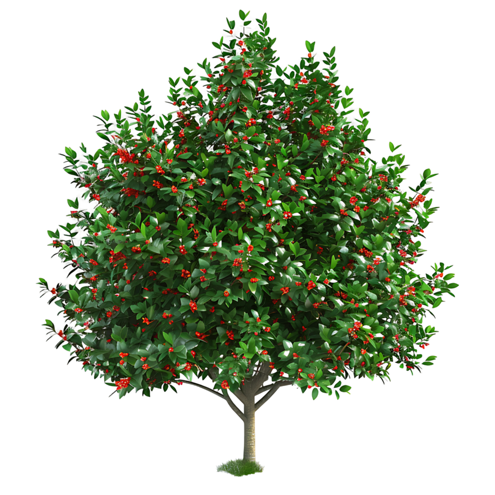 Ilex x Aquipernyi on Clear Background Cutout png