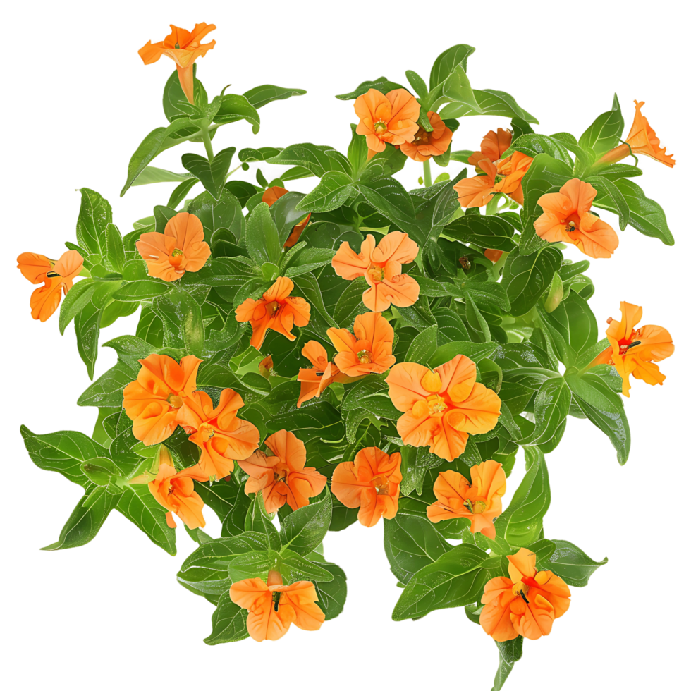 Crossandra Infundibuliformis Cutout on Transparent png