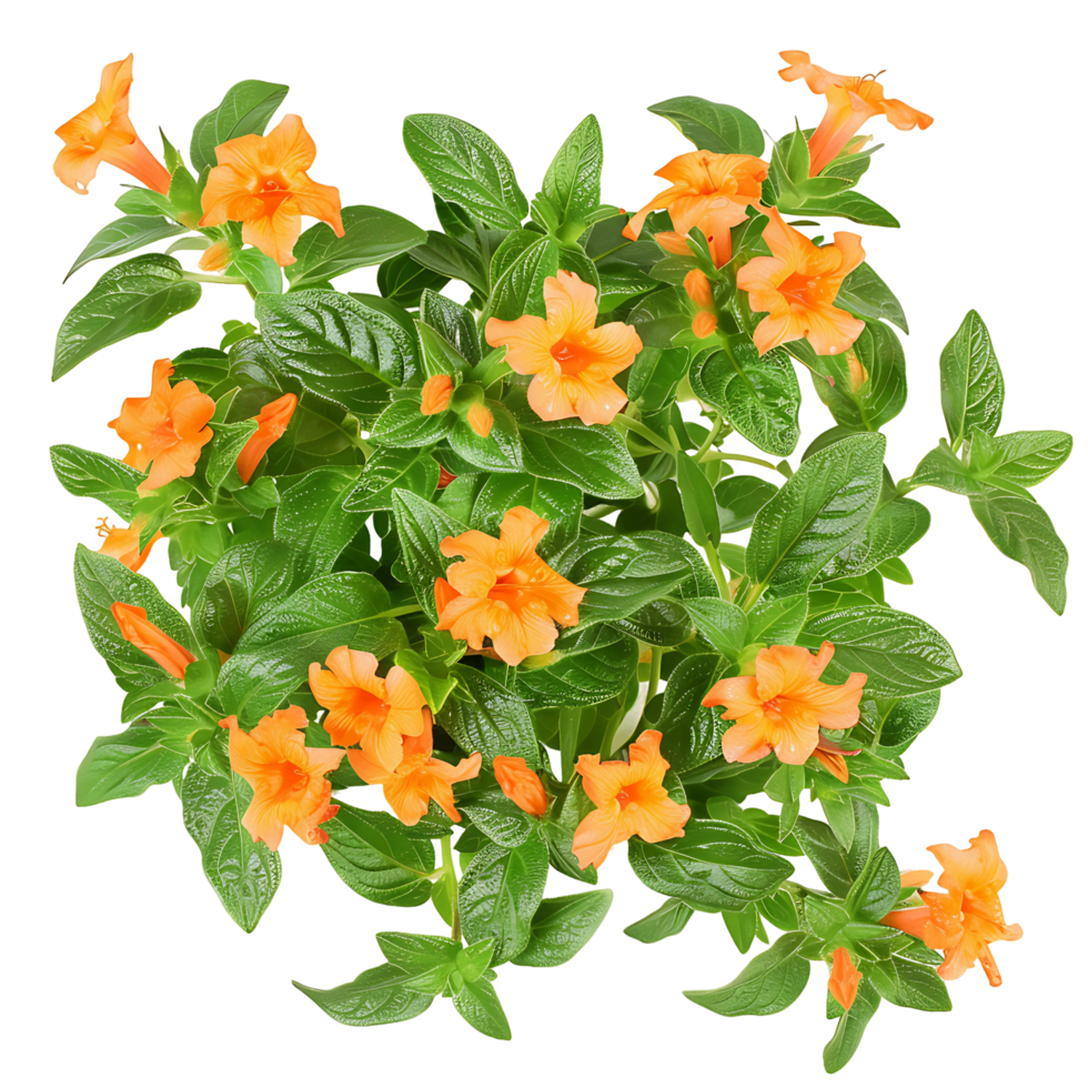 Crossandra Infundibuliformis Isolated on Clear Background png