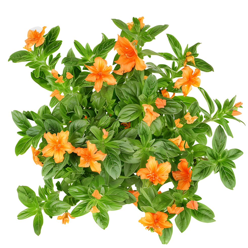 Crossandra Infundibuliformis Bush on Transparent Background png