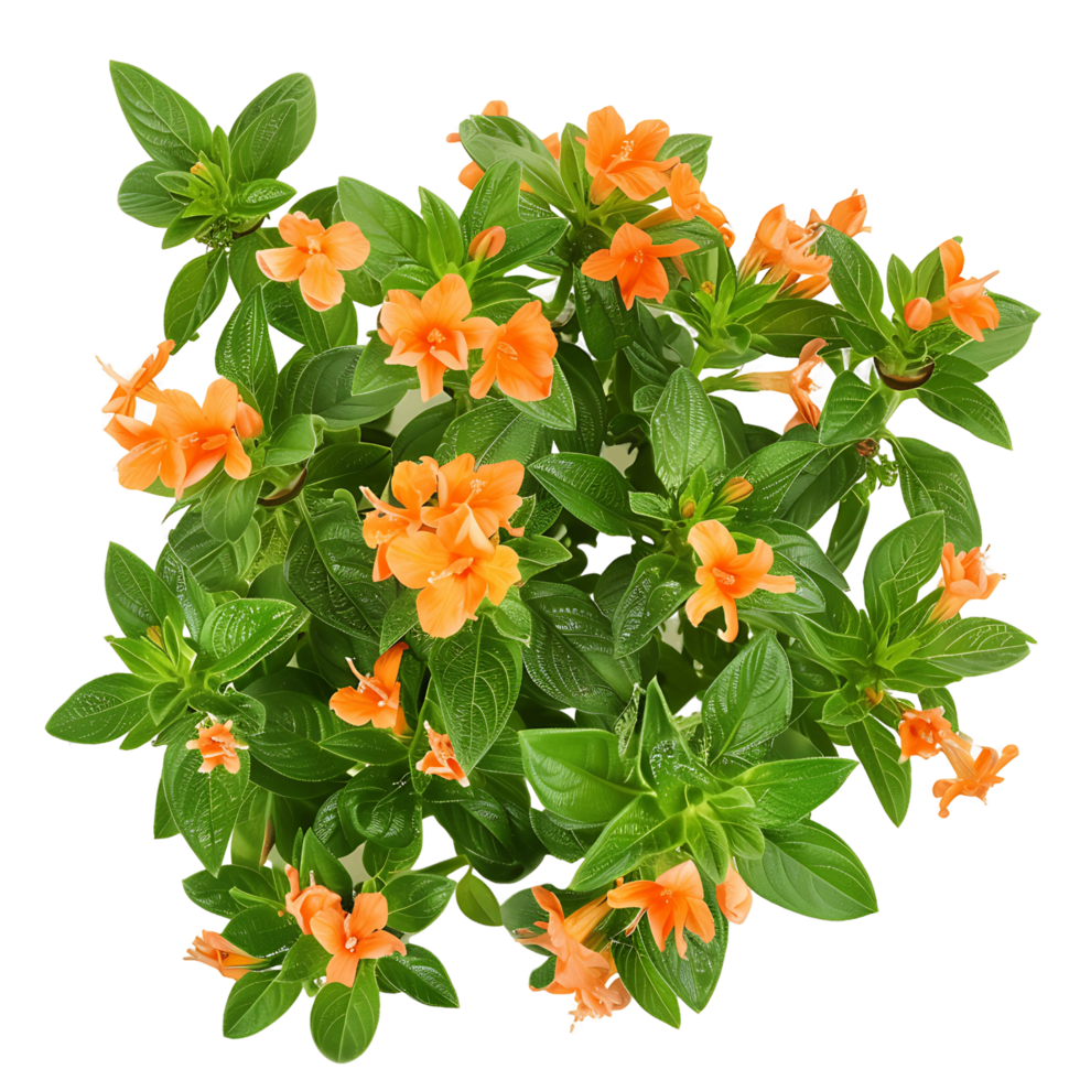 Crossandra Infundibuliformis Isolated on Transparent png