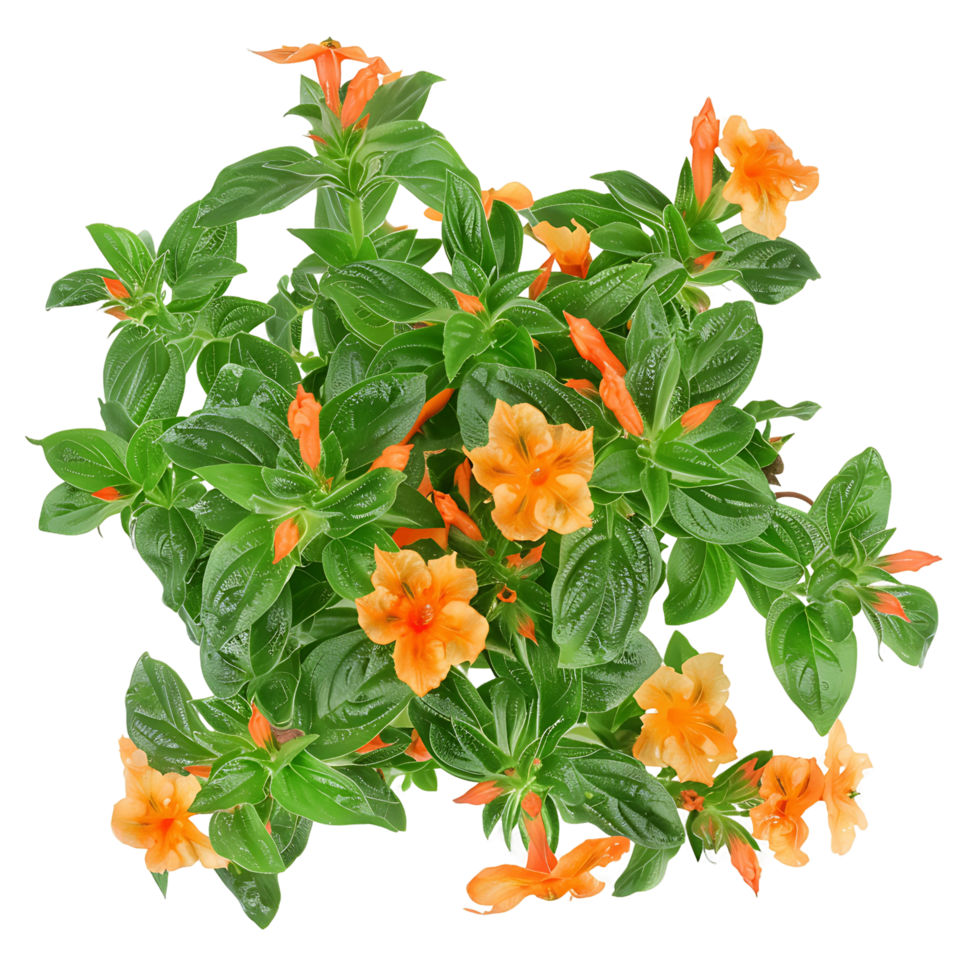 Crossandra Infundibuliformis Bush Isolated on Clear Background png