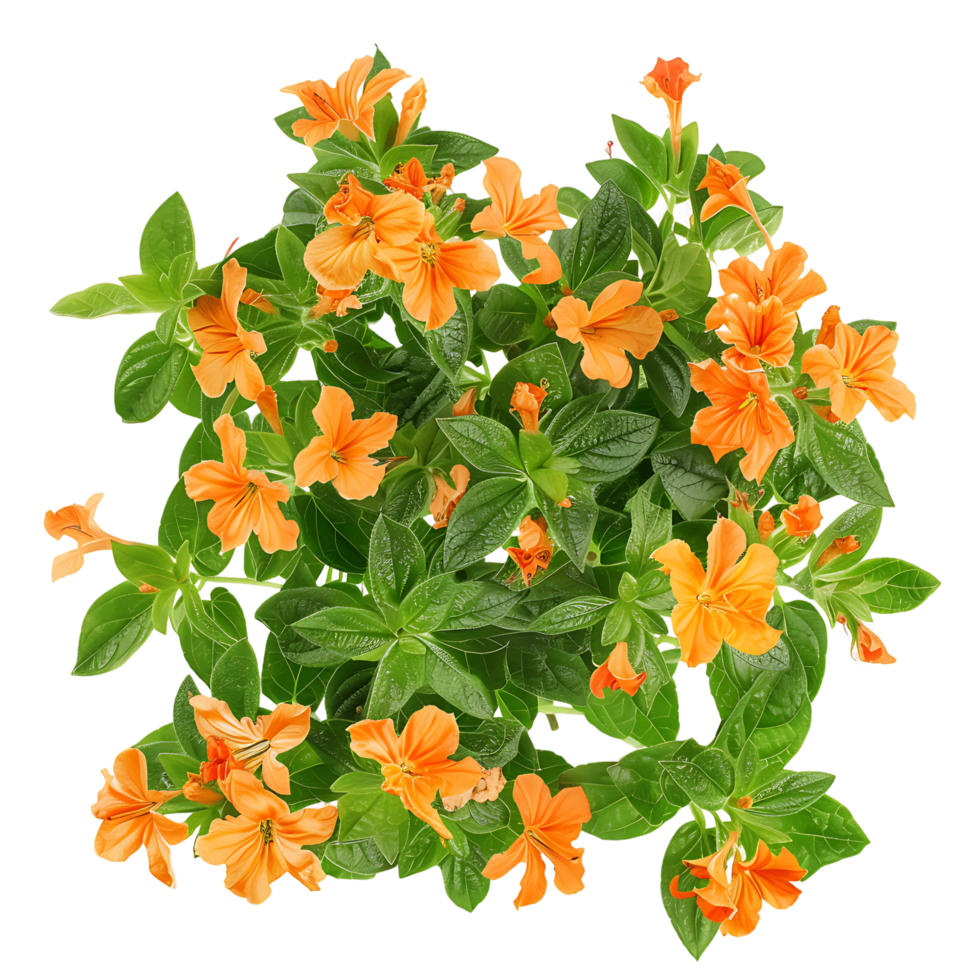 Crossandra Infundibuliformis Isolated on Transparent png