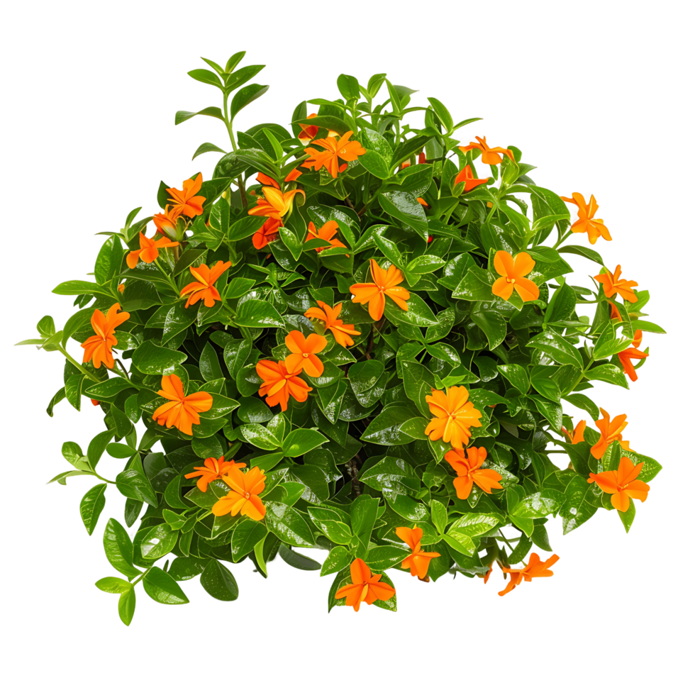 Crossandra Infundibuliformis Isolated on Clear Cutout png