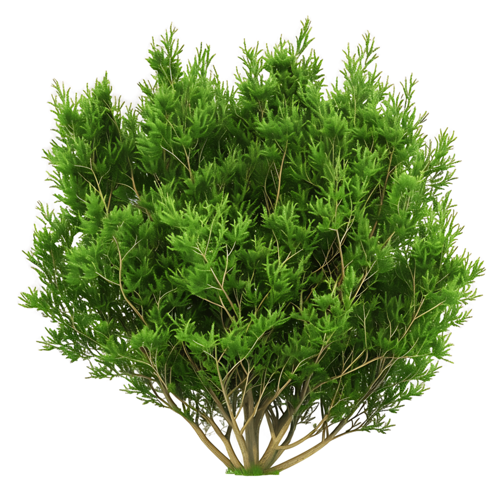Juniperus Sabina Bush Isolated on Clear Background png