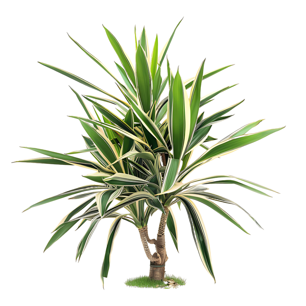 Pandanus Baptistii Variegata Bush Isolated on Clear Background png