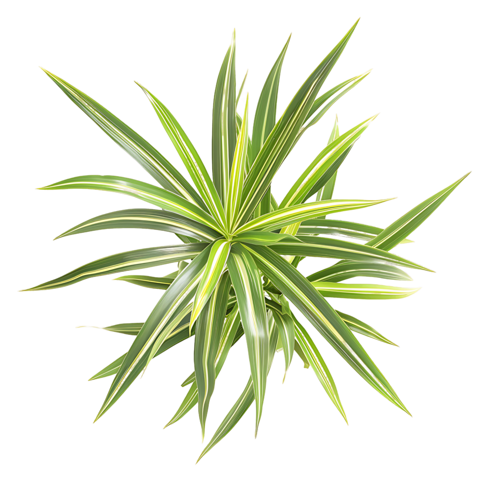 Pandanus Baptistii Variegata Isolated on Clear Background png