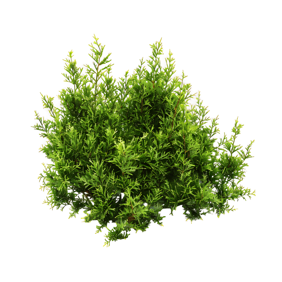 Juniperus Sabina Bush with Transparent Background png