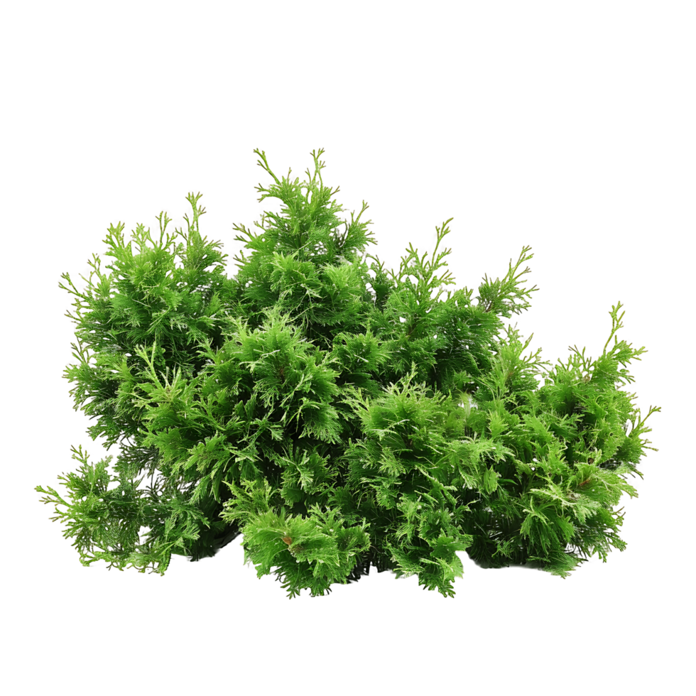 Juniperus Sabina Bush on Clear Background Cutout png