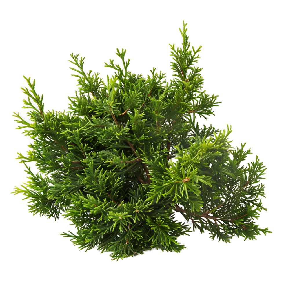 Juniperus Sabina Bush Isolated on Transparent Background png