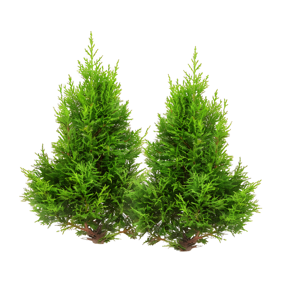 Isolated Juniperus Sabina Bush on Transparent png
