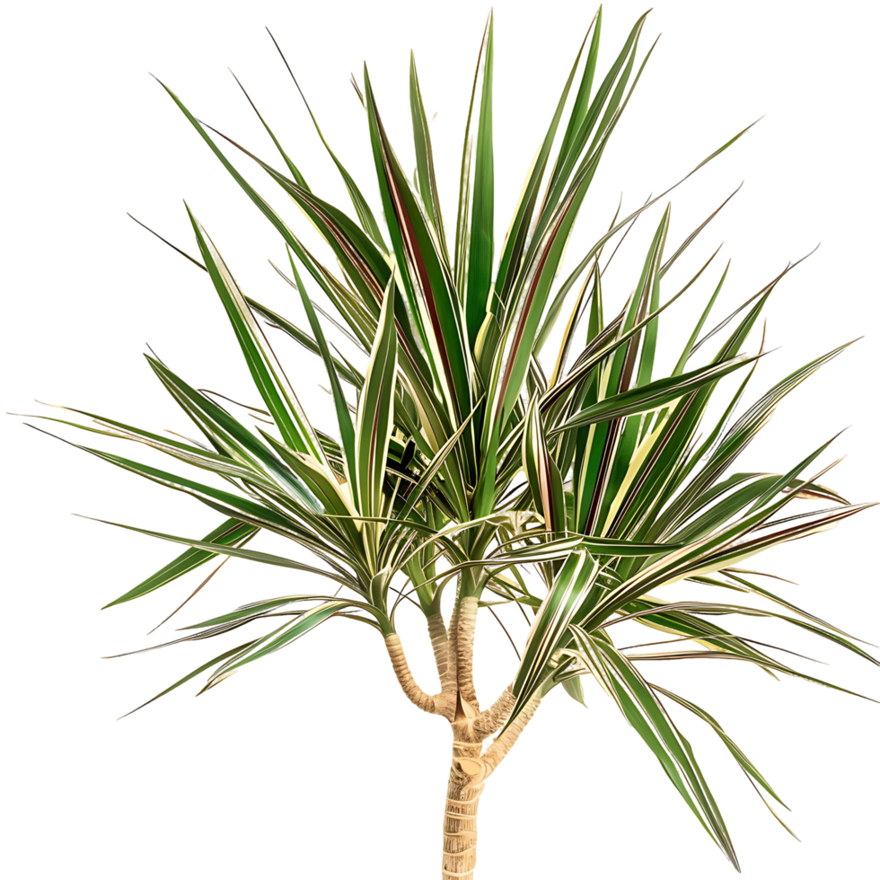 Pandanus Baptistii Variegata on Transparent Background png