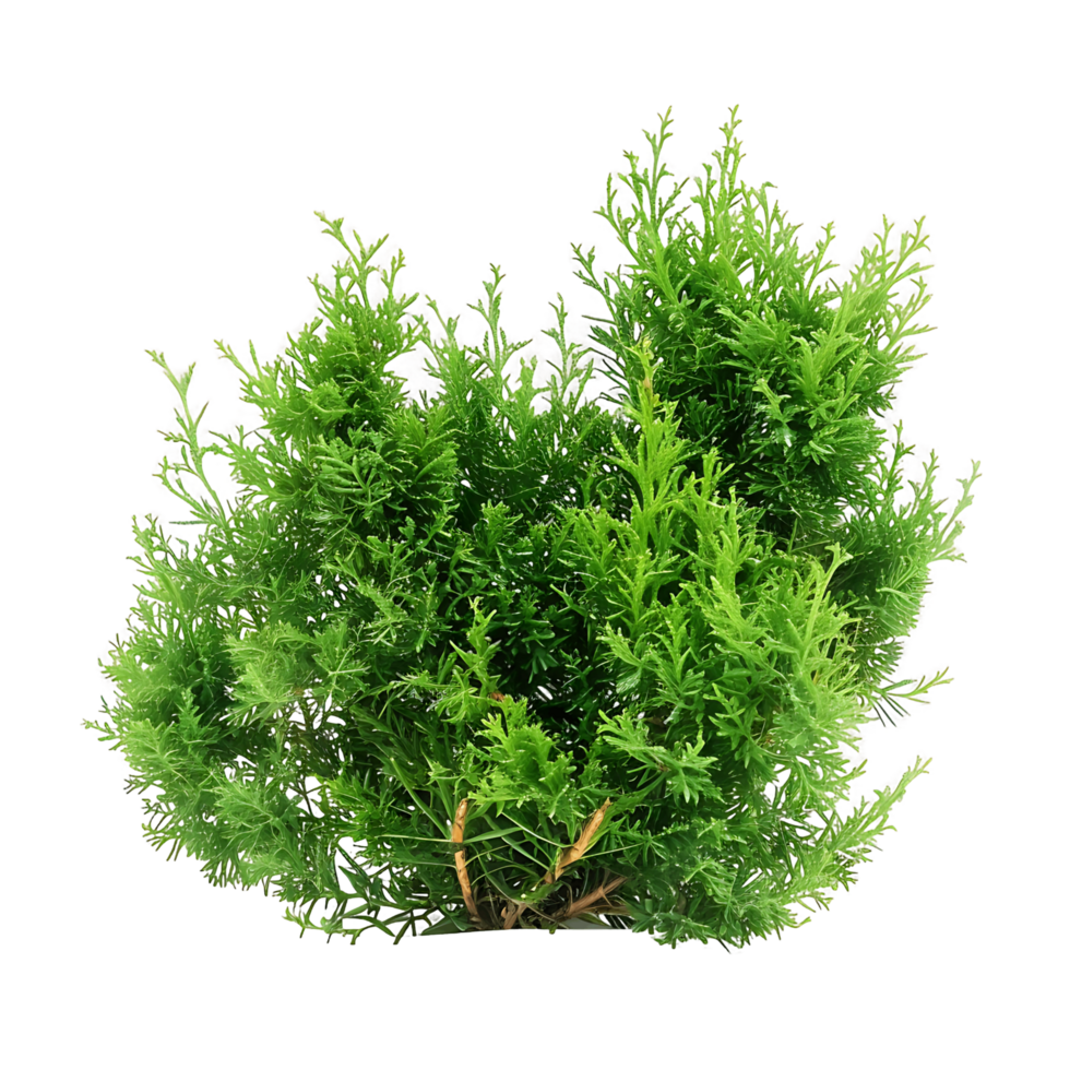 Juniperus Sabina Isolated on Clear Background png