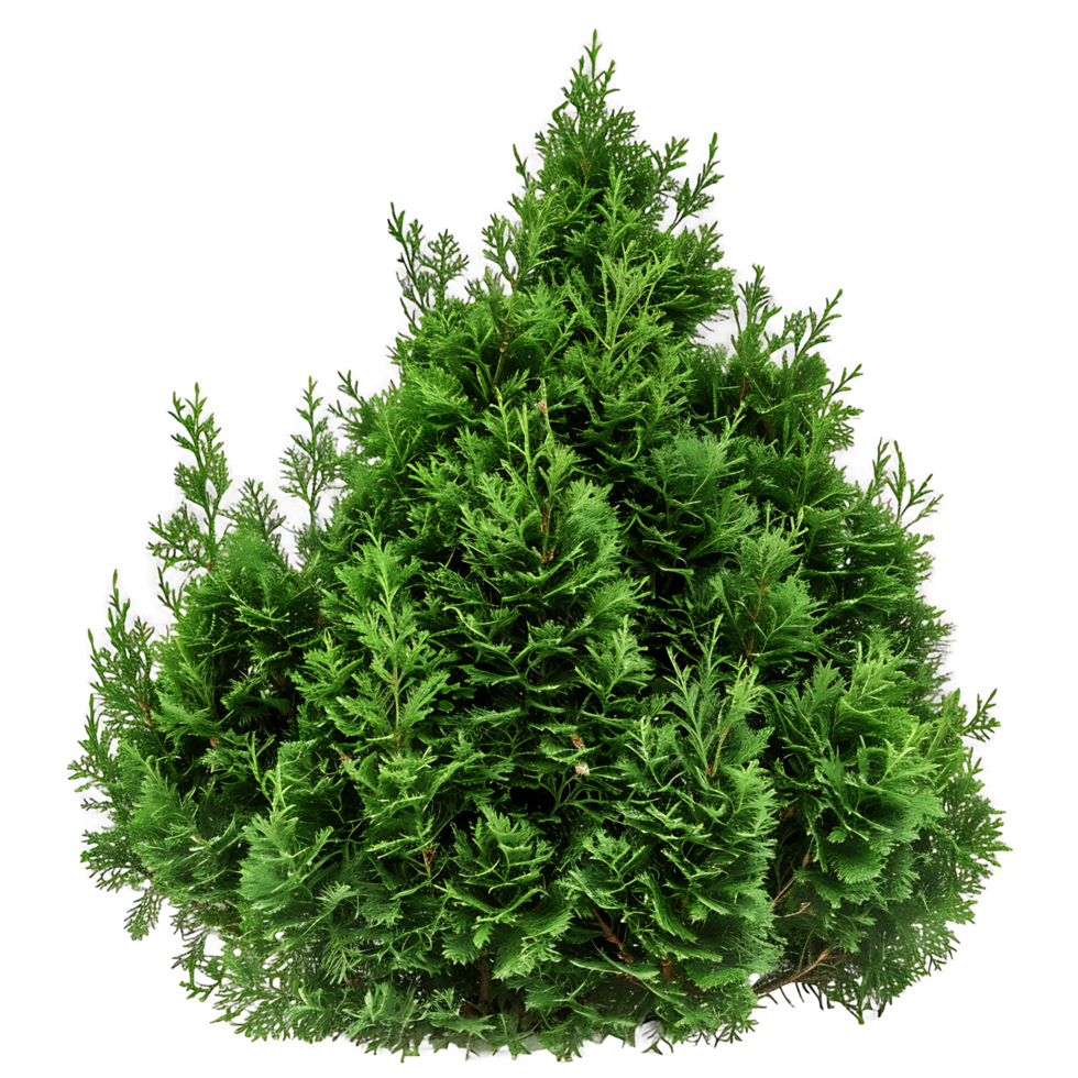 Juniperus Sabina Bush Isolated on Transparent Cutout png