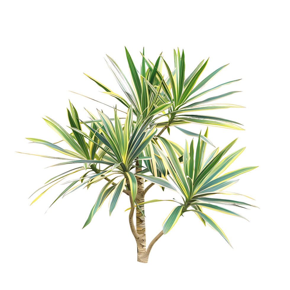 Pandanus Baptistii Variegata on Transparent Cutout png
