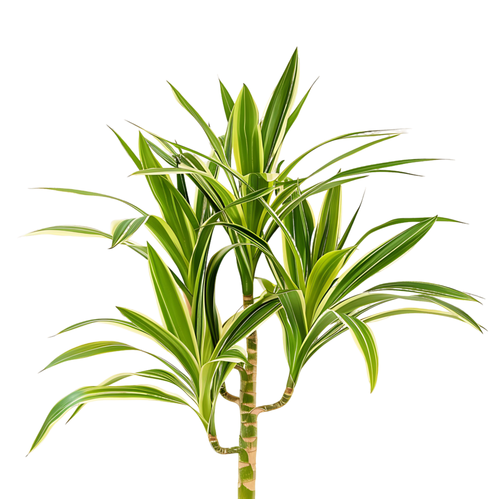 Pandanus Baptistii Variegata Bush on Clear Background png