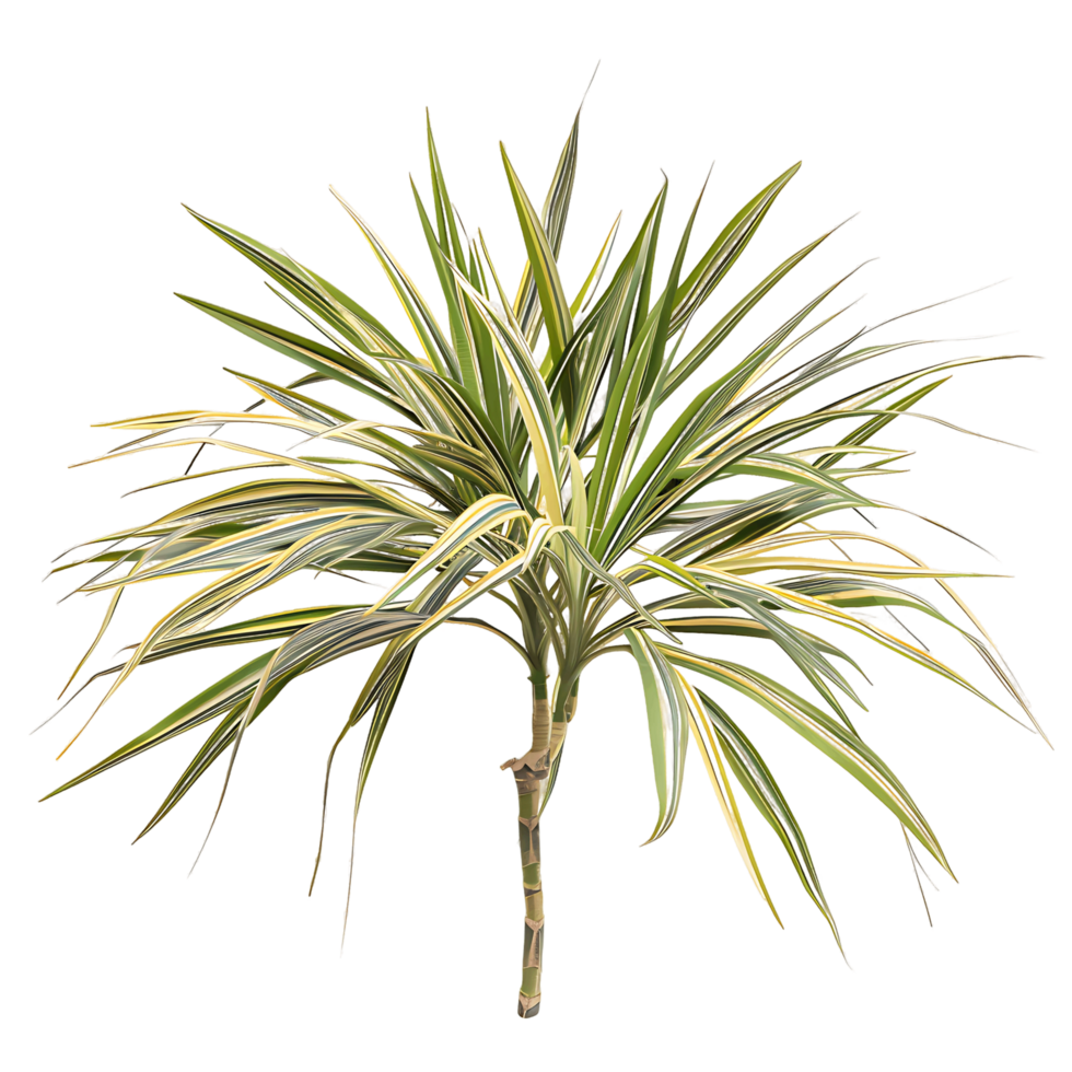 Pandanus Baptistii Variegata Bush Isolated on Transparent png