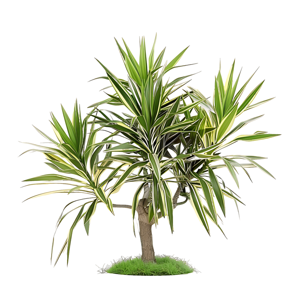 Pandanus Baptistii Variegata Bush Isolated on Transparent Cutout png