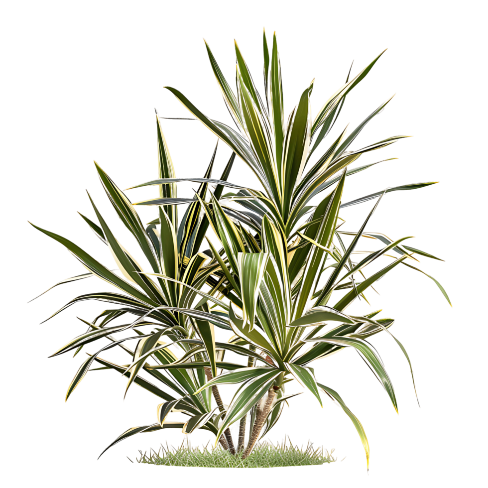 Pandanus Baptistii Variegata Bush with Transparent Background png