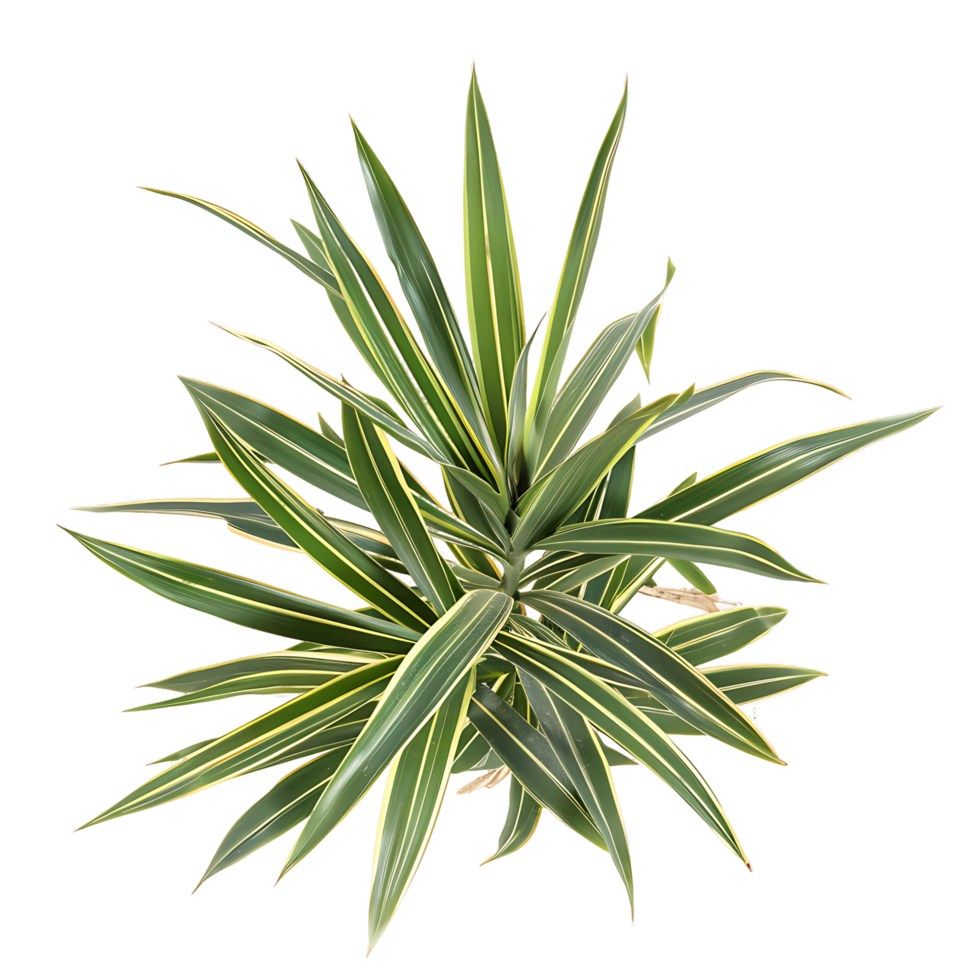 Pandanus Baptistii Variegata Isolated on Transparent Background png