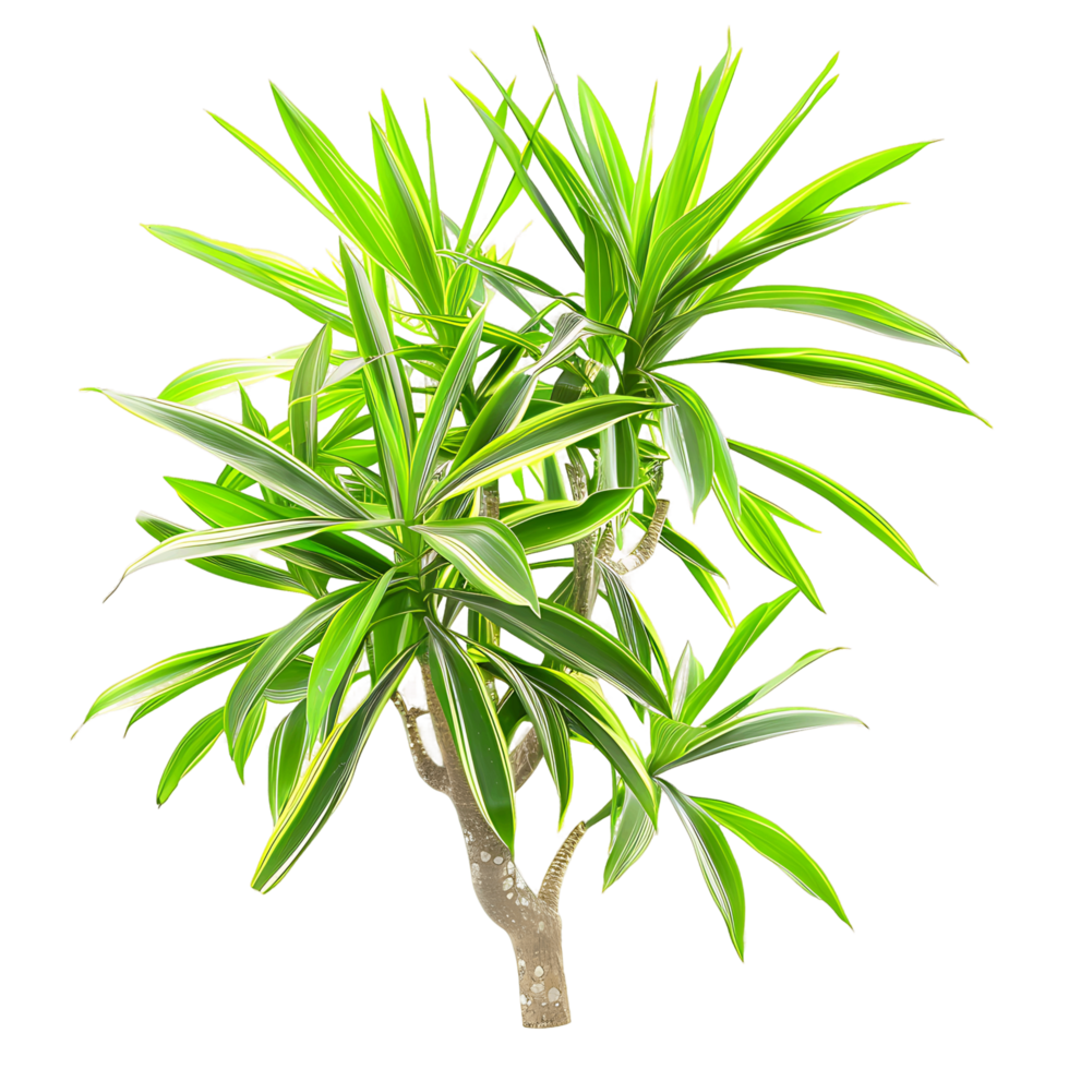 Isolated Pandanus Baptistii Variegata on Transparent Background png
