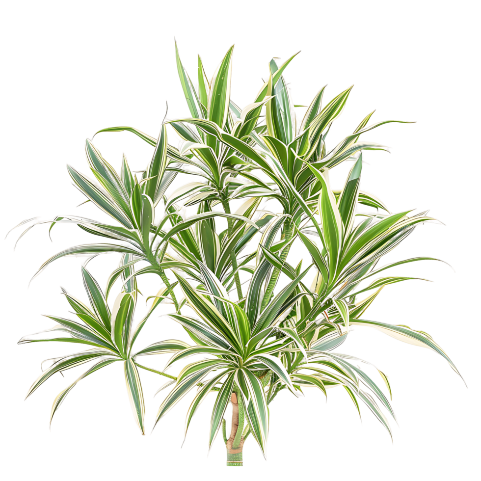 Pandanus Baptistii Variegata Bush on Transparent Background png